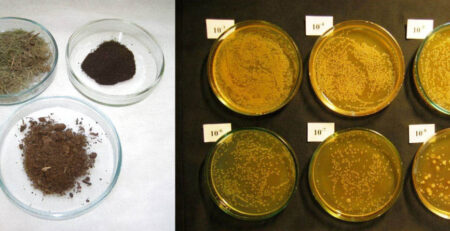 raksta vāka attēls Naftas absorbenti: definīcija un sastāvs